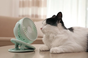do cats like air conditioning